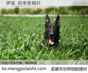 伊波 來世的未來相片