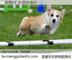 劉明祥 來世的未來相片