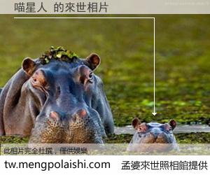 喵星人 來世的未來相片