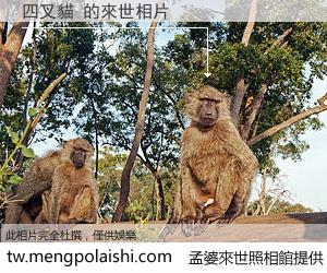 四叉貓 來世的未來相片