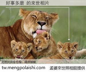 好事多磨 來世的未來相片