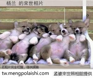 杨兰 來世的未來相片