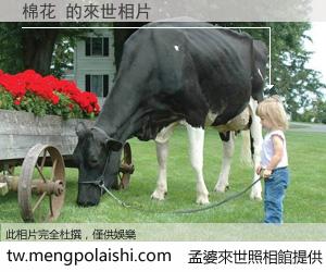 棉花 來世的未來相片