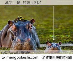 漢字　楚 來世的未來相片