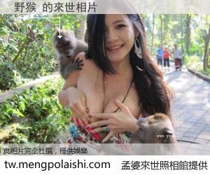 野猴 來世的未來相片