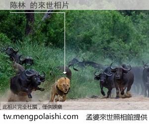 陈林 來世的未來相片