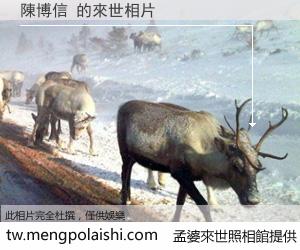 陳博信 來世的未來相片