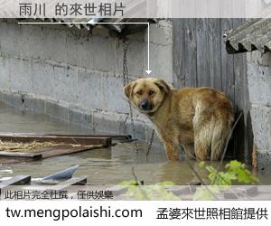 雨川 來世的未來相片