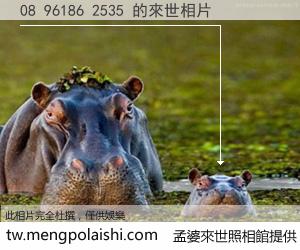 08 96186 2535 來世的未來相片