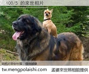 100/5 來世的未來相片