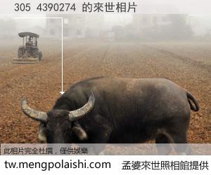 305 4390274 來世的未來相片