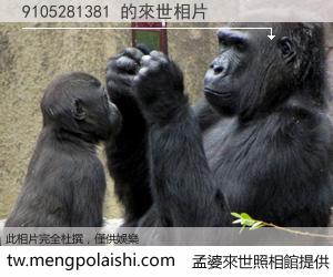 9105281381 來世的未來相片