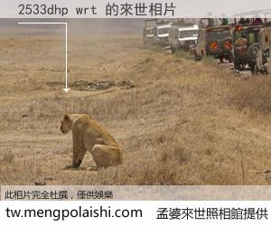 2533dhp wrt 來世的未來相片