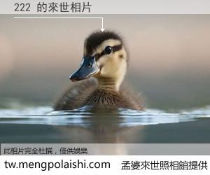 222 來世的未來相片