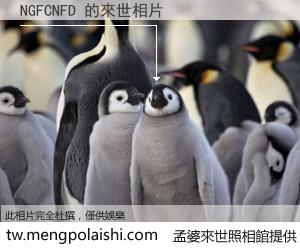NGFCNFD 來世的未來相片
