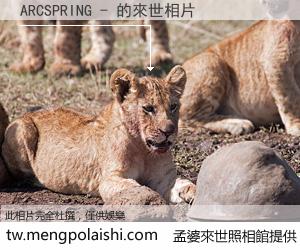 ARCSPRING - 來世的未來相片