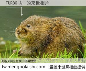 TURBO AI 來世的未來相片