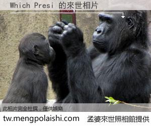 Which Presi 來世的未來相片