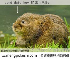 candidate key 來世的未來相片