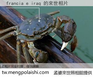 francia e iraq 來世的未來相片