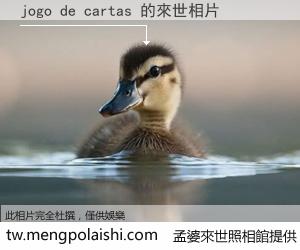 jogo de cartas 來世的未來相片