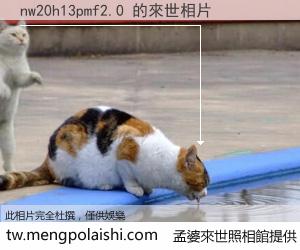 nw20h13pmf2.0 來世的未來相片