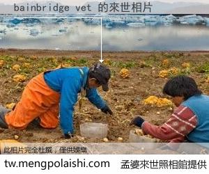 bainbridge vet 來世的未來相片