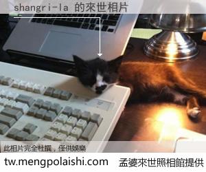 shangri-la 來世的未來相片
