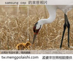 samsung cep 來世的未來相片