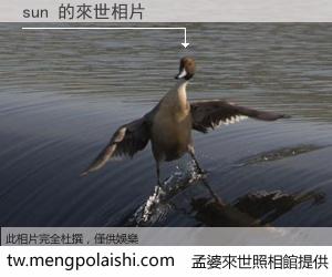 sun 來世的未來相片