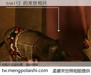 tnel12 來世的未來相片