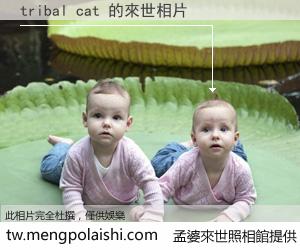 tribal cat 來世的未來相片