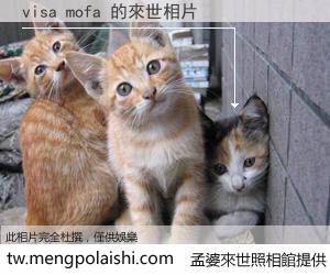 visa mofa 來世的未來相片