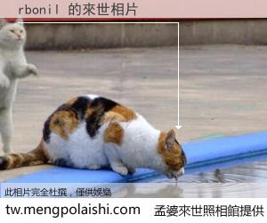 rbonil 來世的未來相片