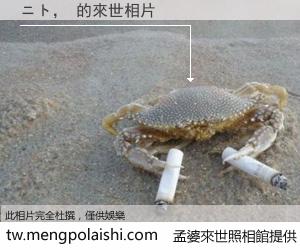 ニト， 來世的未來相片