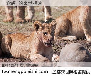 仓颉 來世的未來相片