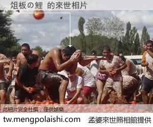 俎板の鯉 來世的未來相片