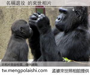 名稱退役 來世的未來相片