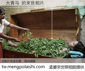 大青马 來世的未來相片