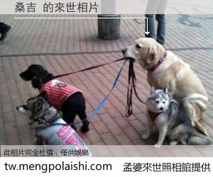 桑吉 來世的未來相片