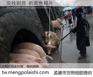没找到货 來世的未來相片