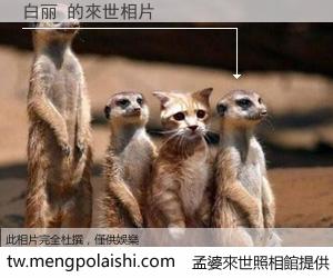 白丽 來世的未來相片