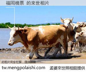 福岡機票 來世的未來相片