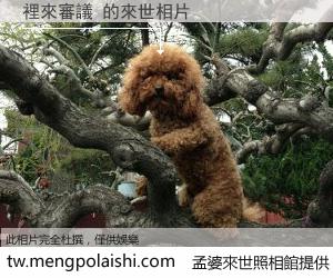裡來審議 來世的未來相片
