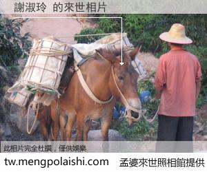 謝淑玲 來世的未來相片