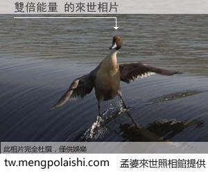 雙倍能量 來世的未來相片