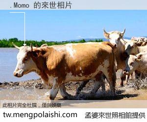 .Momo 來世的未來相片
