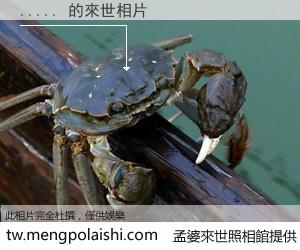 ..... 來世的未來相片