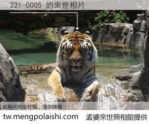 221-0005 來世的未來相片