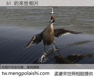 61 來世的未來相片